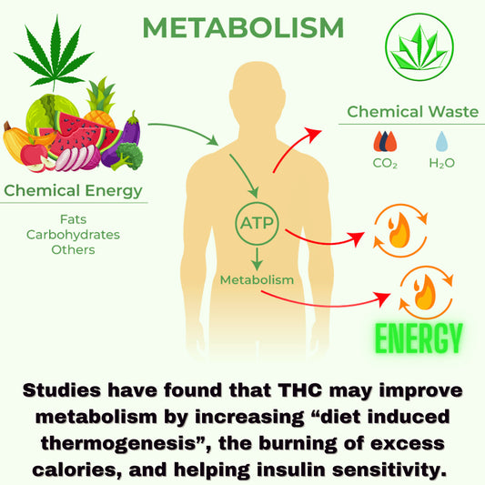 How THC Can Improve Your Metabolism