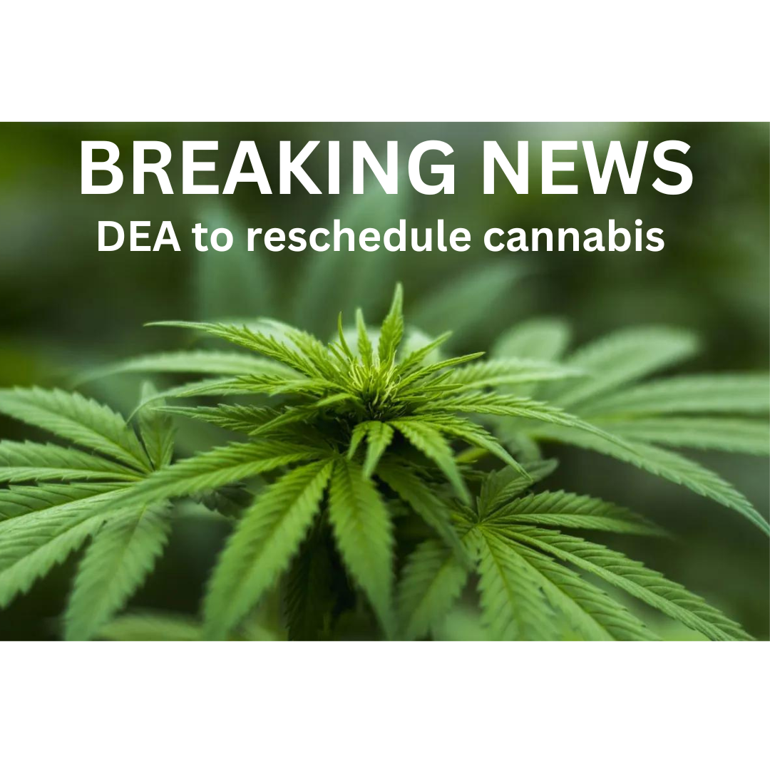 Breaking News: DEA Updates Marijuana Regulations and Implications for Health