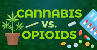 Cannabis vs. Opioids