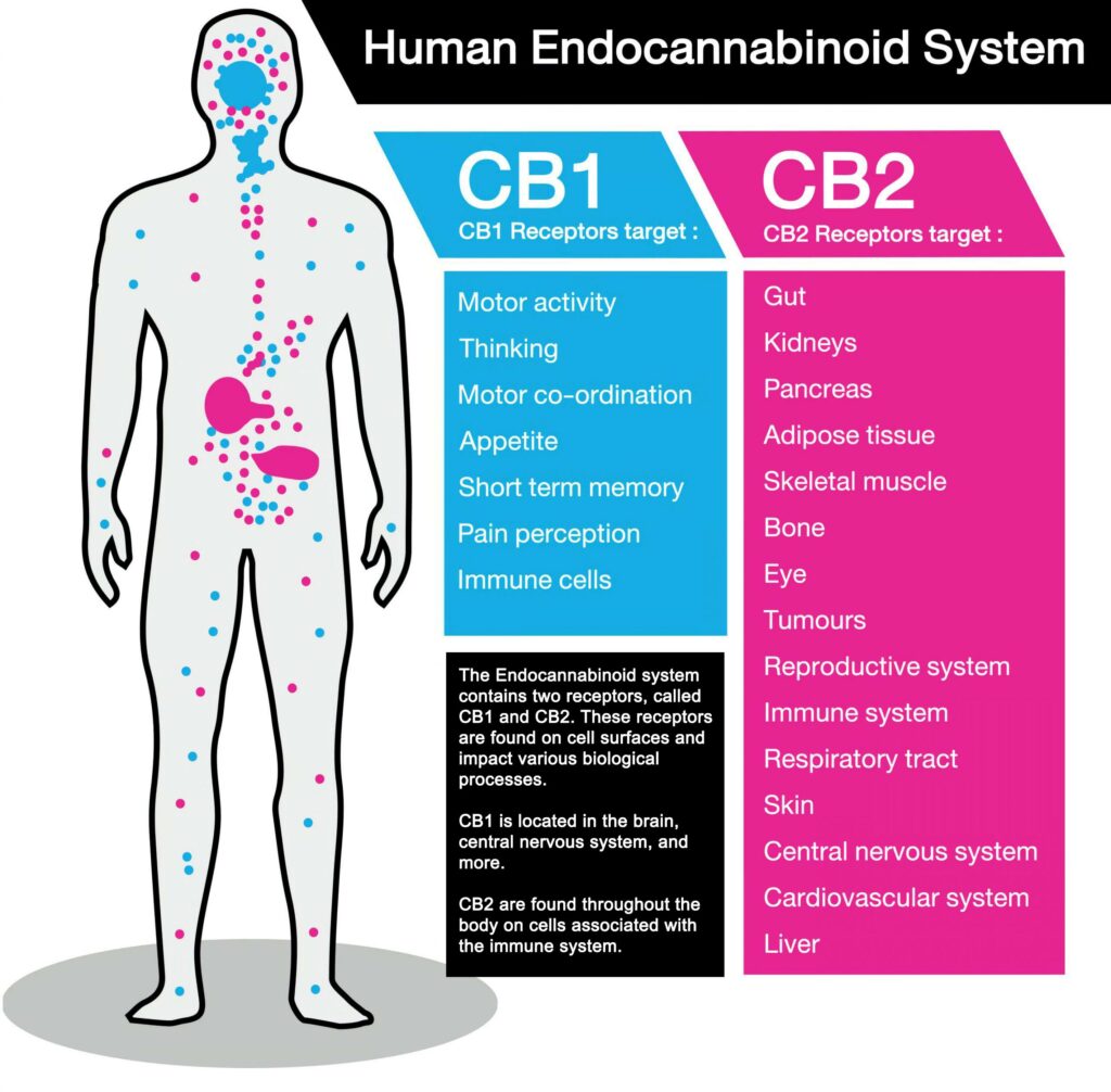 Exploring the Endocannabinoid System: How THC Interacts with Your Body